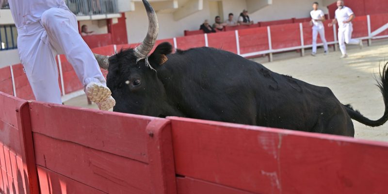 C Muscat (5)