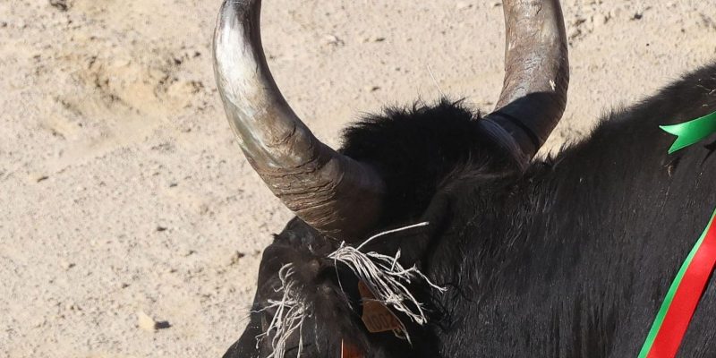 Course camarguaise – photo G Frances